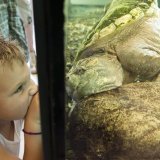 La tortue hargneuse est une tortue aquatique (Photo prétexte).